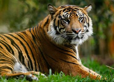 Tigre se escapa de un circo y se pasea por París; es abatido