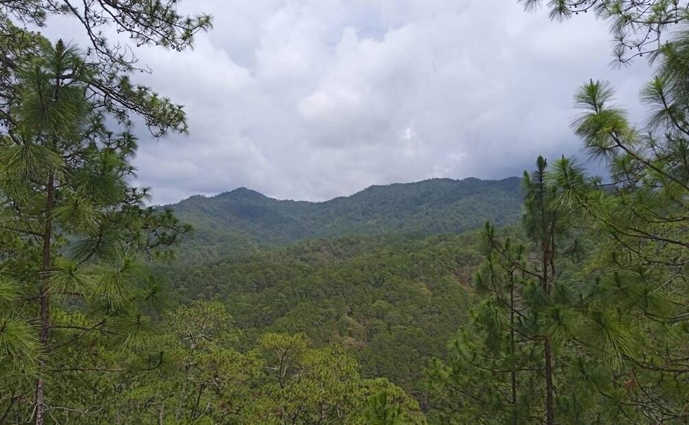 En el encuentro realizado ayer en San Miguel Chimalapa, las autoridades comunales también pidieron que los magistrados del TUA de Tuxtepec agilicen los expedientes relacionados con los conflictos agrarios. Foto: especial
