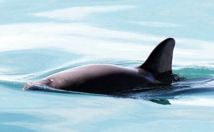 Entérate. Las medidas para proteger a la vaquita marina