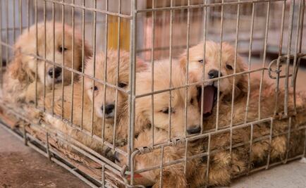 Liberan a dueño de criadero clandestino de perros en Iztapalapa