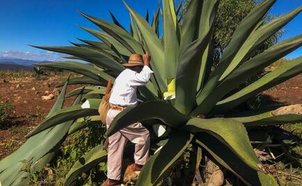 Airbnb estrena viajes para apoyar a comunidades indígenas en México