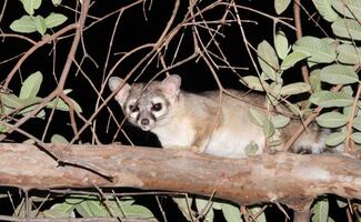 Cacomixtles, tlacuaches y mapaches, los “vecinos silvestres” a proteger; esto debes hacer si ves uno cerca, según Profepa