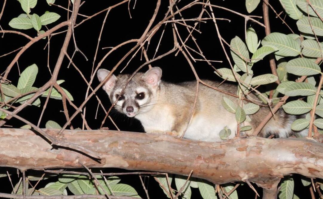 Cacomixtle norteño (Bassariscus astutus) en la Sierra la Laguna en Baja California Sur. Foto: Osiel Flores/Conanp