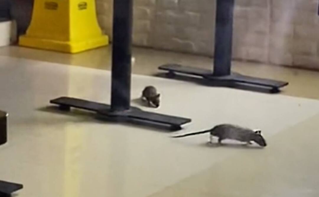 foto: Especial/El Universal/ En el video de Tiktok, el usuario muestra el momento exacto cuando dos ratas salen de su escondite