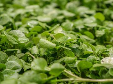 Este es el alimento más saludable, es barato y fácil de conseguir