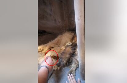 Duermen a “Manchas” para que deje de sufrir; lo encuentran con la cadera rota en Tecámac por presunto maltrato