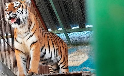 Fotos: Profepa presentará denuncia penal contra santuario en Edomex; poseen ilegalmente leones, tigres y jaguares