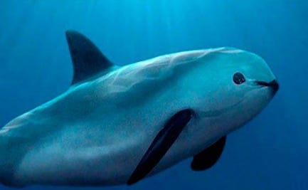 Población de vaquita marina se estabiliza y crece; en los últimos cuatro años no disminuyó: Semarnat