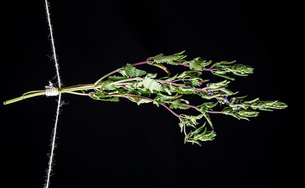 Siete hierbas para usar en la cocina.
Toronjil. Foto: Jorge Garaiz / El Universal