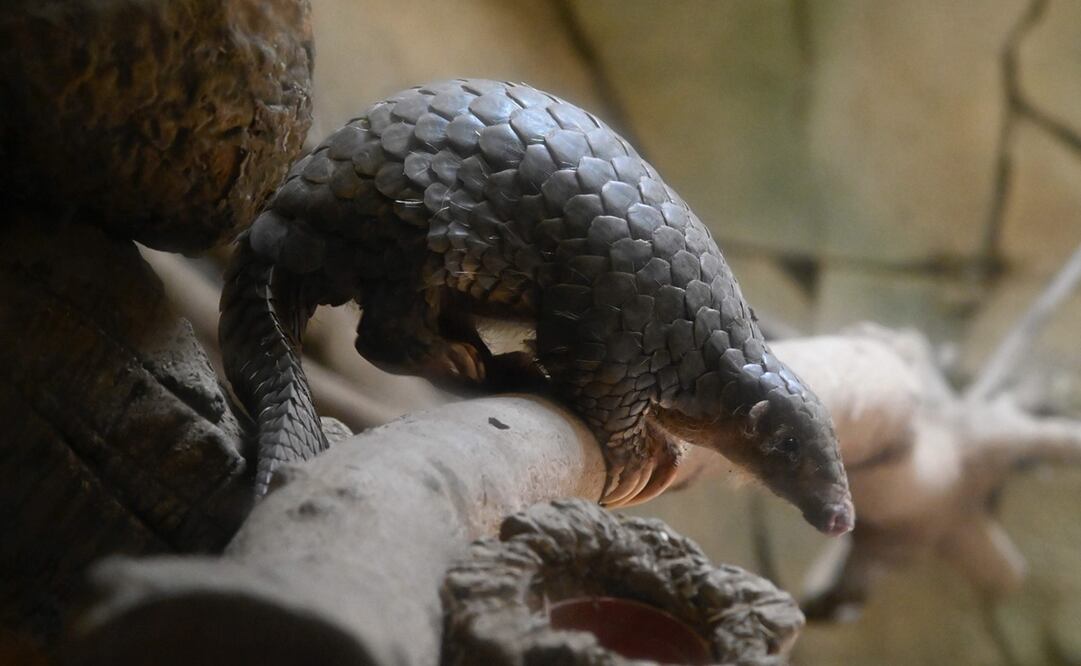 Foto: Sam Yeh / AFP, archivo