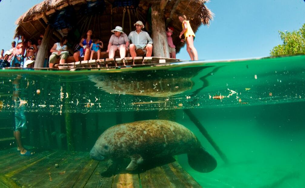 La especia de mamíferos acuáticos en peligro de extinción se enfrenta a diversas amenazas, como la destrucción y ocupación de su hábitat. Foto: Archivo EL UNIVERSAL