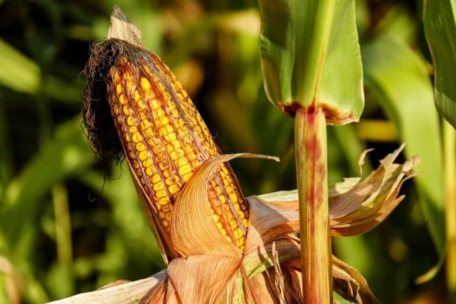 El pelo de elote se aprovecha para preparar agua. Foto: Archivo EL UNIVERSAL