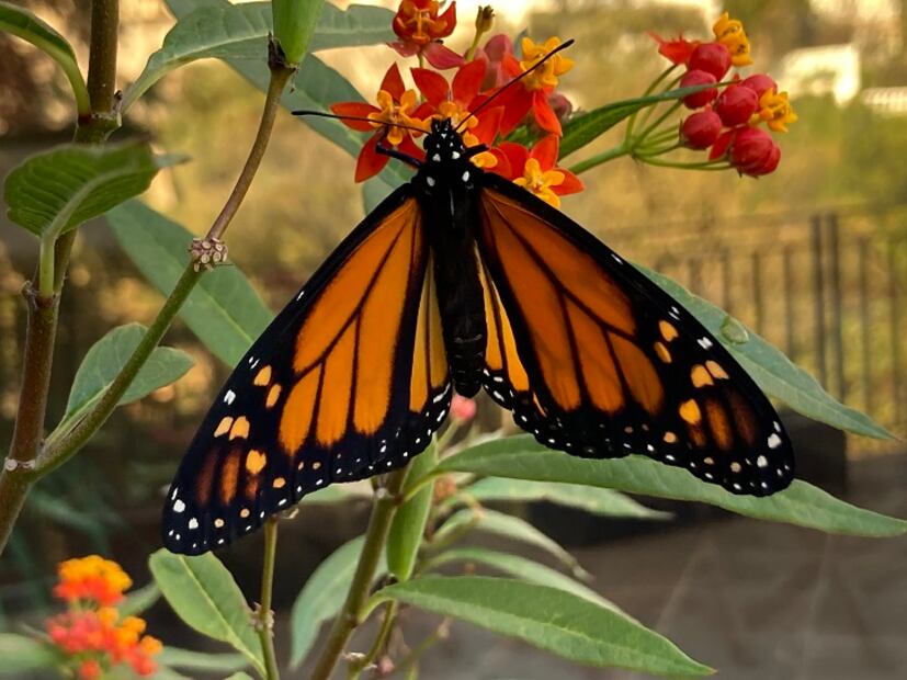 2.	Mariposa alimentándose del néctar del algodoncillo. (©Omar Vidal)