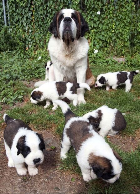 Las perritas con cachorros o embarazadas requieren de un espacio tranquilo. Foto: Archivo