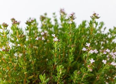 7 beneficios del tomillo para la salud que no conocías