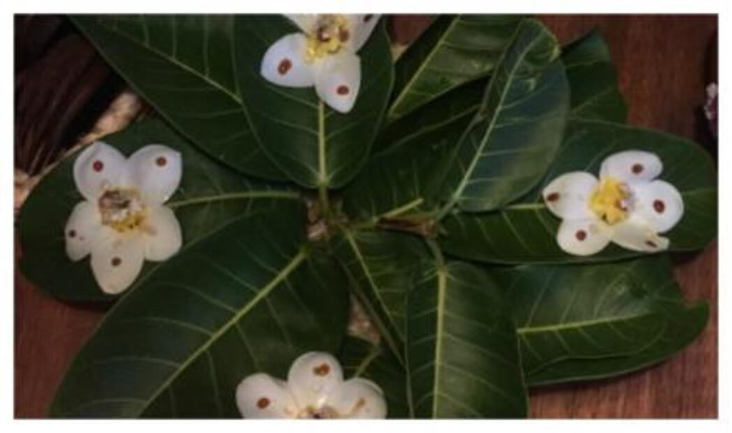 Noma: la cena de la que todos hablan