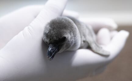 Nace pingüino de Humboldt en Aquarium del Puerto de Veracruz; invitan a seguir su crecimiento
