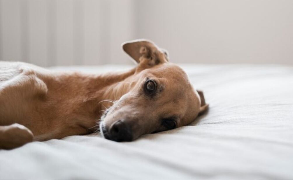 A partir de los 8 años un perro es considerado como anciano. Fuente: Freepik