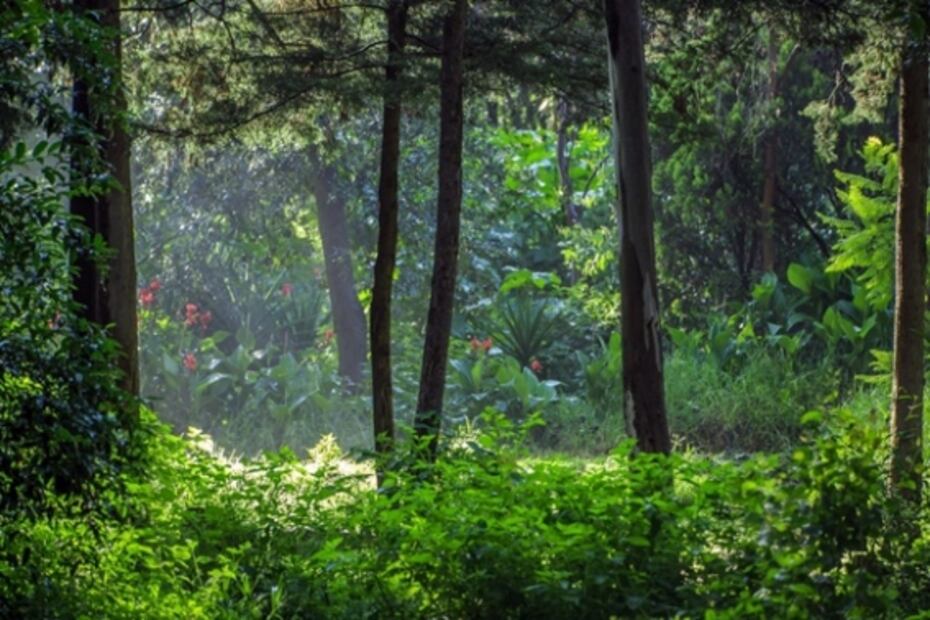 Parques y bosques abiertos en CDMX: qué sí y qué no puedes hacer