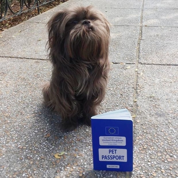 El perrito británico turista que perdió su pasaporte en Tepoztlán