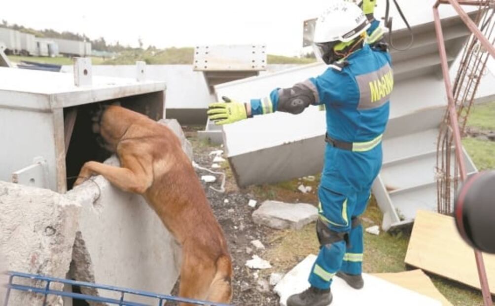 La perrita Frida deja escuela: estos son sus herederos