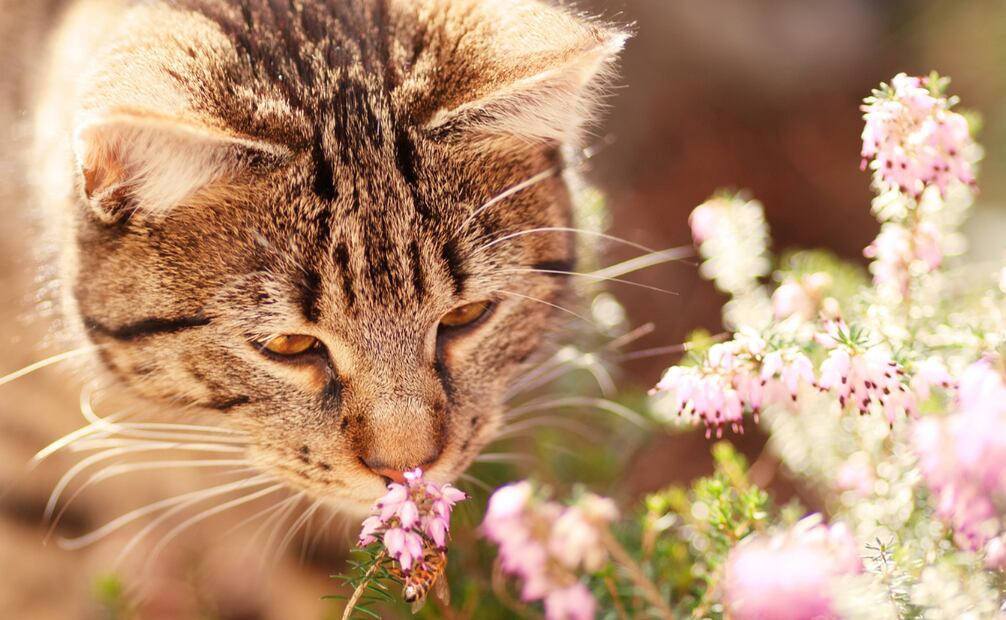 Conoce qué flores y plantas son tóxicas para tu gato. Foto: Canva