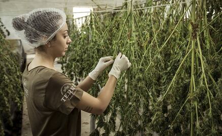 Morena va por regulación del cáñamo industrial; estima un valor de hasta 24 mil mdd