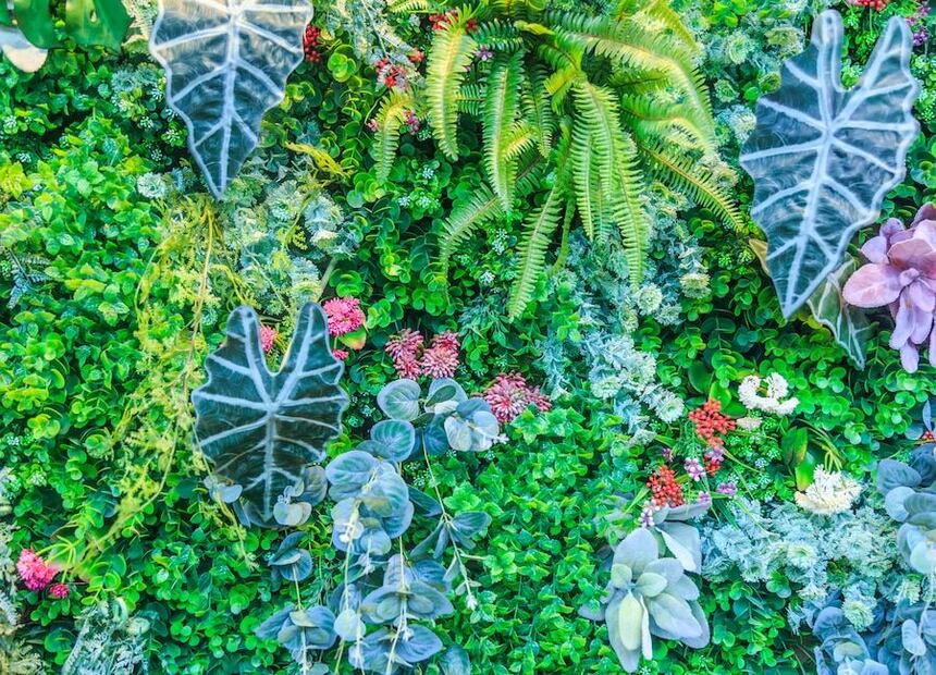 7 plantas trepadoras para sumar a tu jardín. Fuente: Freepik.