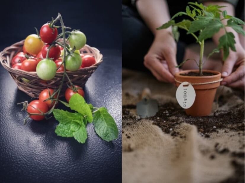 Cultiva tus propias lechugas en casa