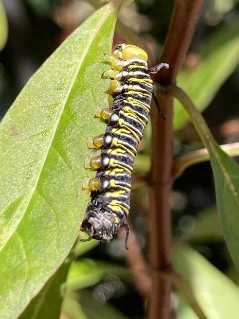 7.	Oruga de otra especie de mariposa. (©Omar Vidal)