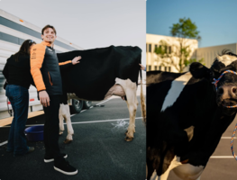 Pato O'Ward ordeña a una vaca; la "curiosa" tradición con la que buscará su primera victoria en las 500 Millas de Indianápolis