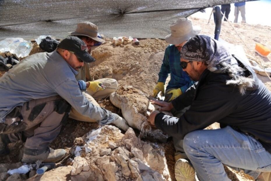 Descubren primeros fósiles de un depredador marino en el desierto de Atacama