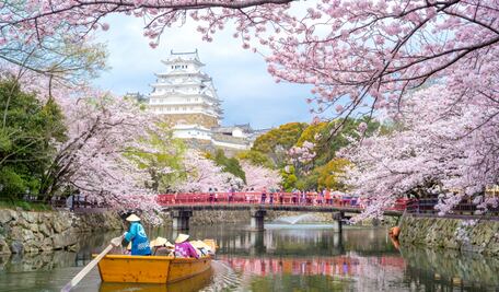 Japón se prepara para el gran fenómeno de los cerezos