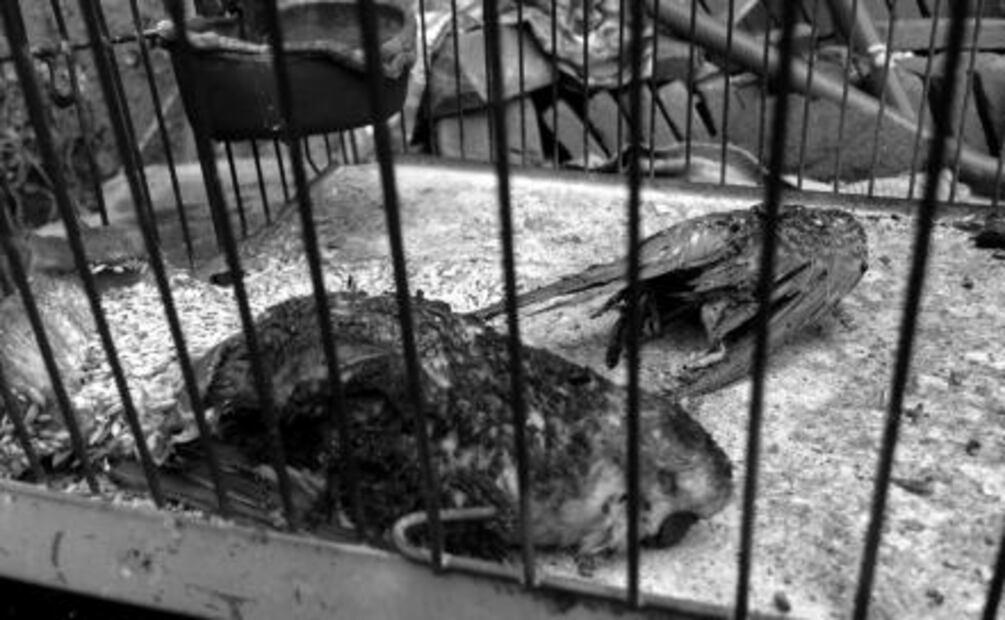 Perros y aves, quemados durante incendio en predio de Edomex