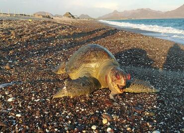 Authorities suspend Grupo México's facility after sulfuric acid spill