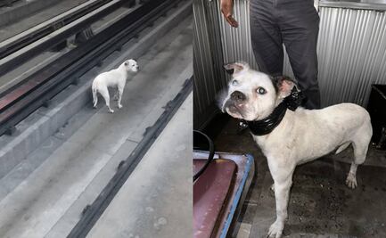 Rescatan a perrito de vías de Línea 9 del Metro