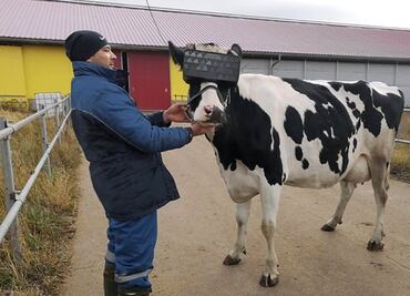 Vacas con gafas VR, la realidad virtual llega a Rusia