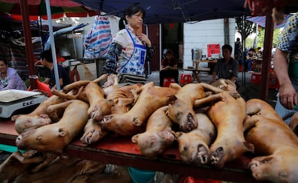 Chinos celebran festival en el que comen carne de perro