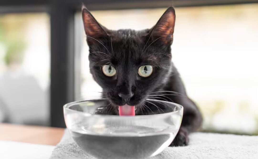 Conoce estos tips para incentivar a tu gato a tomas más agua. Foto: Freepik