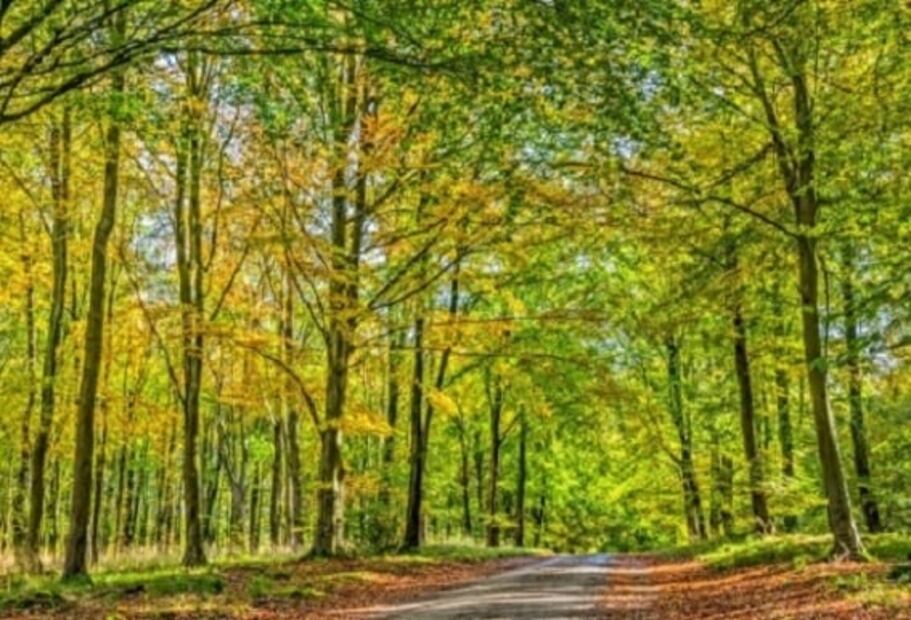 5 bosques espectaculares del mundo