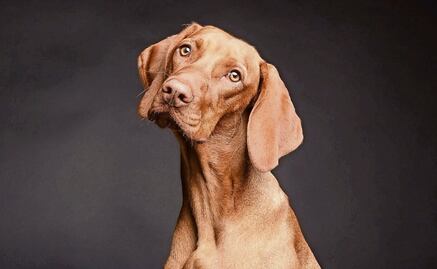 ¡Alto al cloro!, ¿Por qué no debes limpiar la orina de tu mascota con el líquido? 