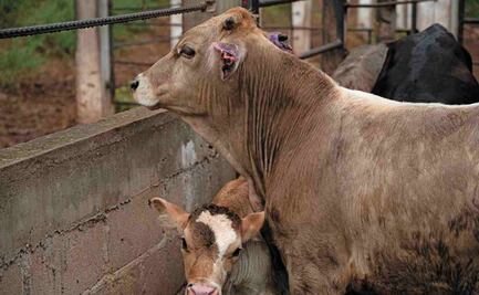 Temen ganaderos retraso en la apertura de la frontera 