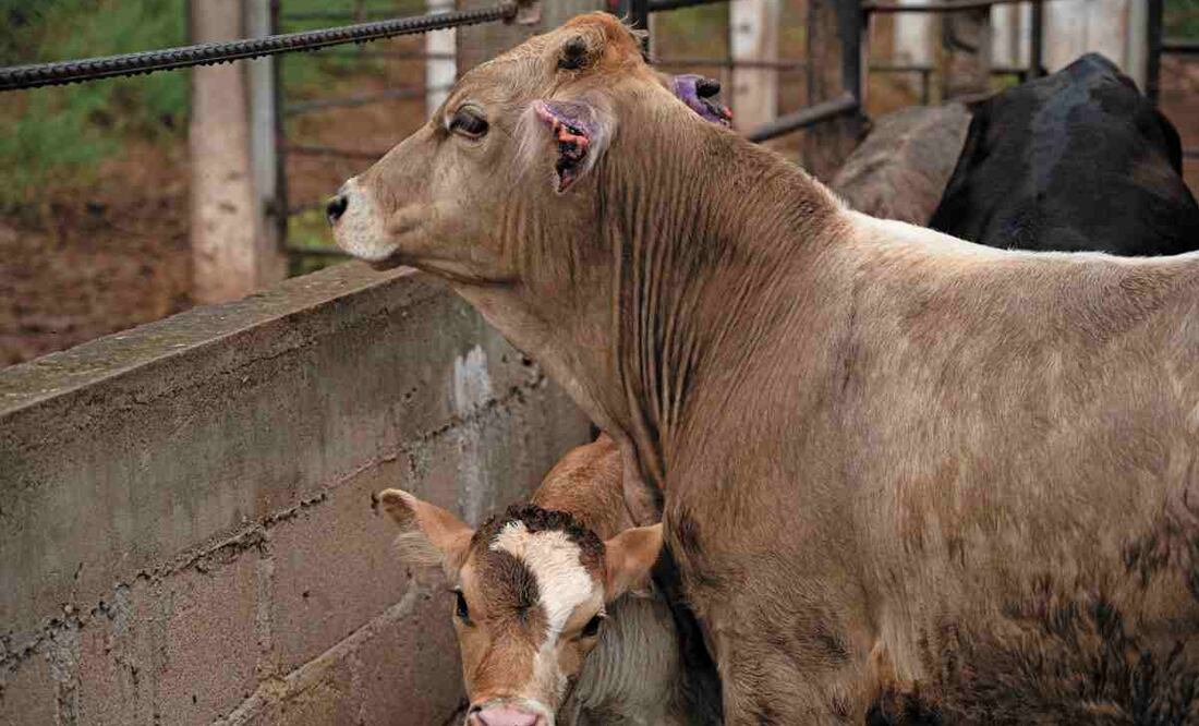 Secretaria de Agricultura y agroproductores de EU se reúnen con contrapartes de México. Foto: Isabel Mateos Hinojosa / CUARTOSCURO.COM