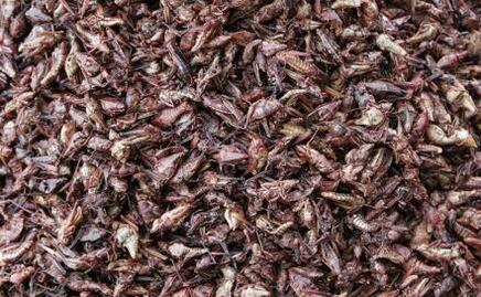 Qué nutrientes aporta comer chapulines