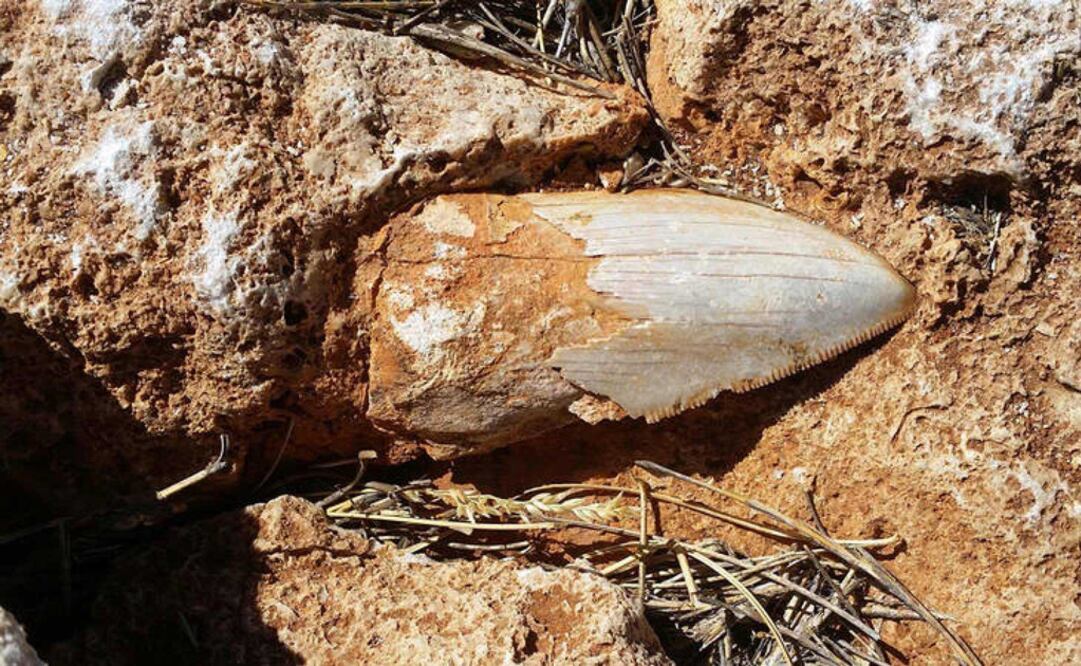 El Parque Nacional Cape Range posee otros dientes de este escualo prehistórico. (FOTO: AFP)