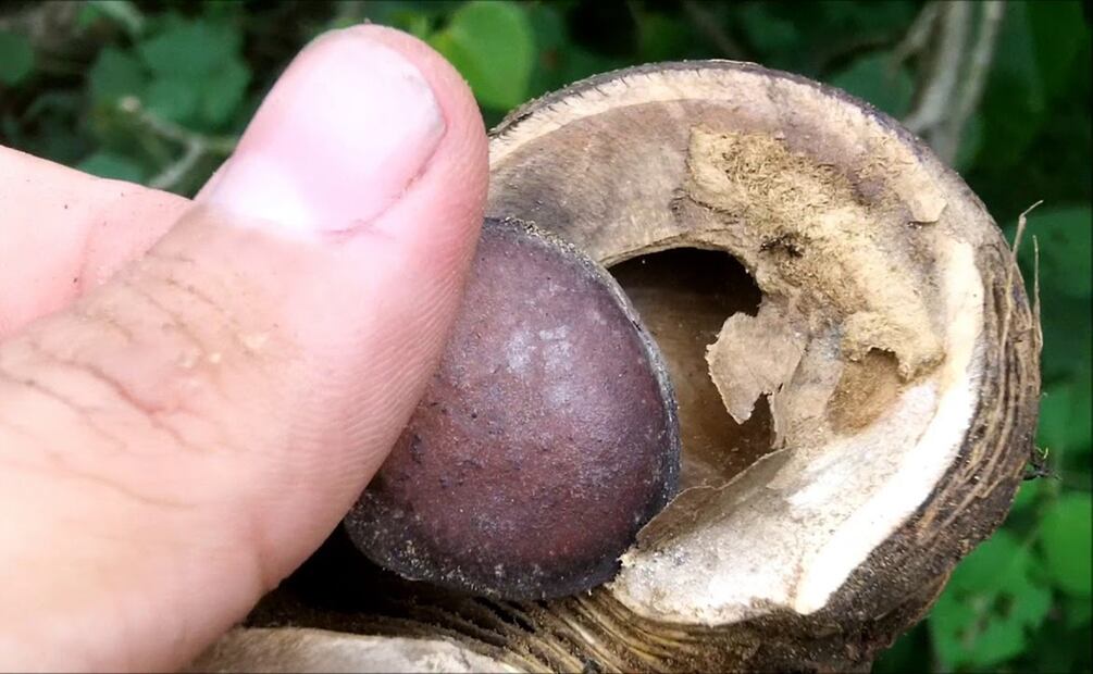 Haba de San Ignacio. Foto: Frutas Y Plantas Exóticas / Youtube