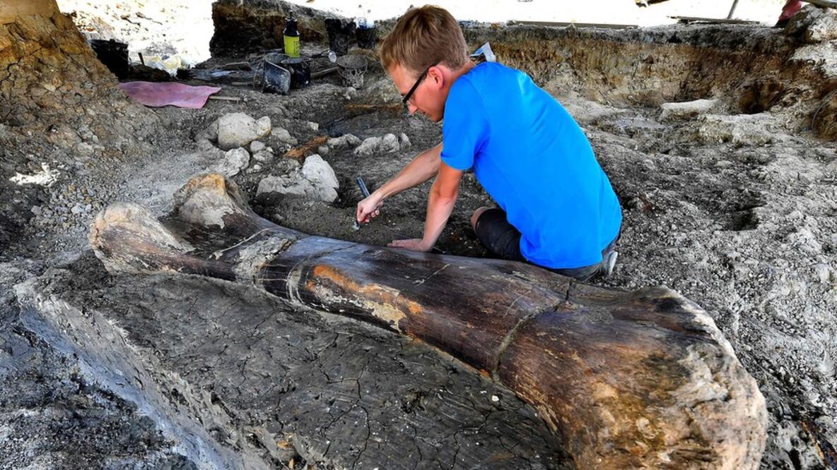 Los científicos están maravillados con la gran preservación del fémur. Foto: AFP