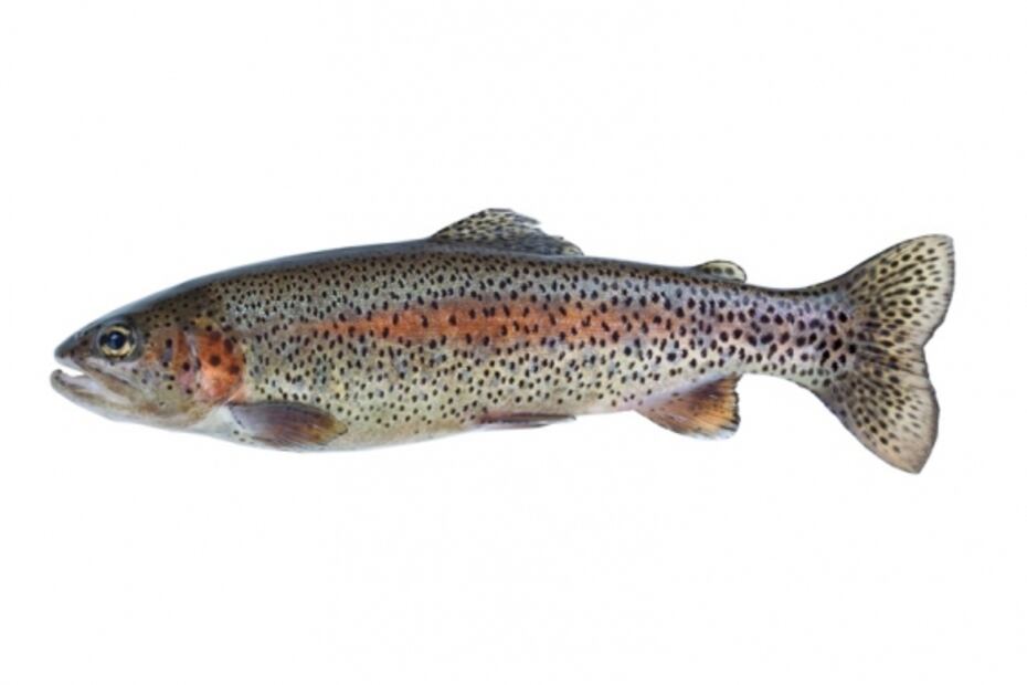 Aprende a elegir y comprar el mejor pescado 