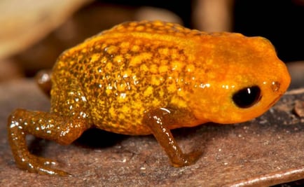 Descubren nuevas especies de ranas miniatura