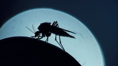Cómo el cambio climático amenaza con aumentar la transmisión de la malaria